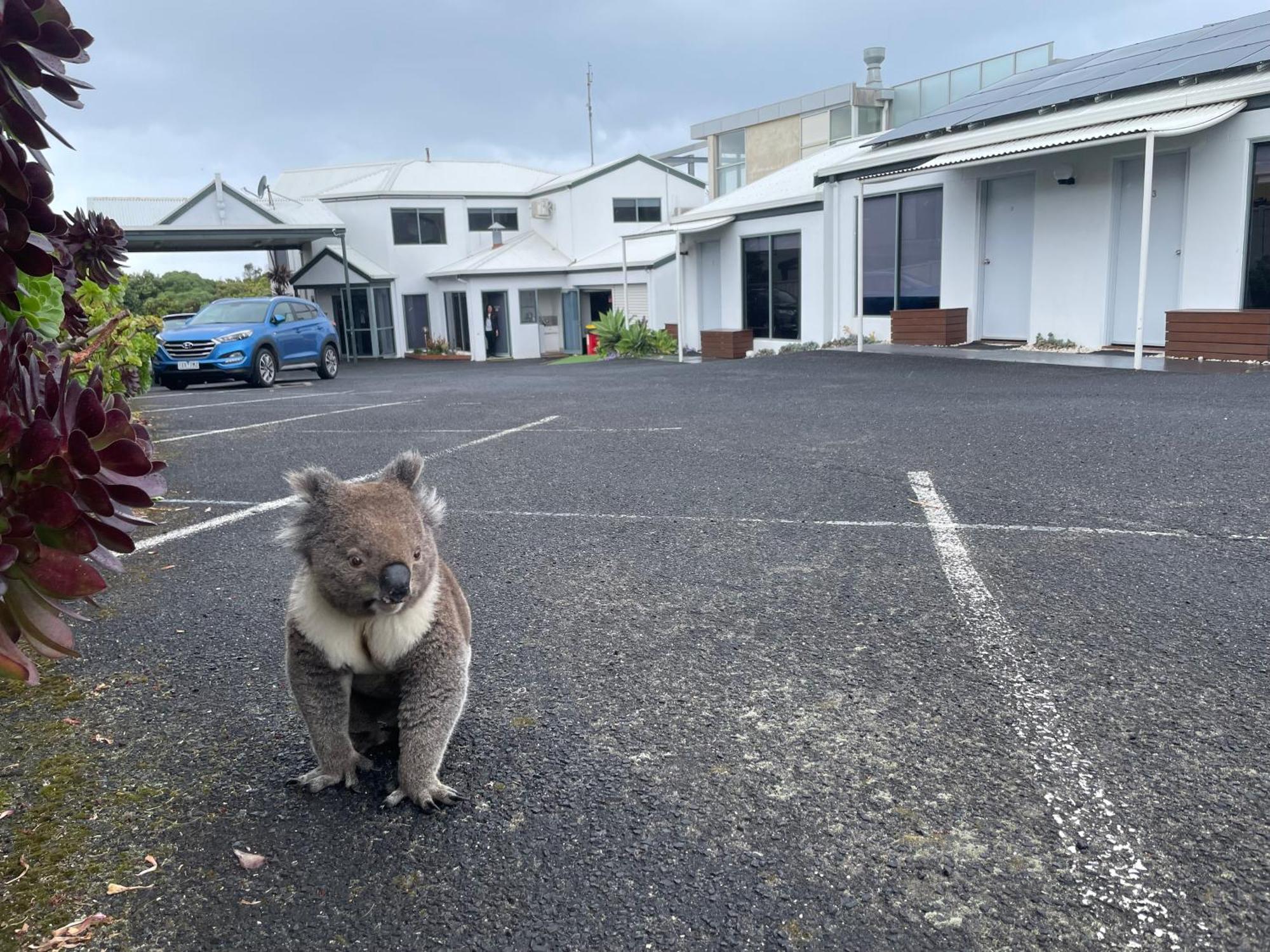 Coastal Motel Apollo Bay Exterior foto